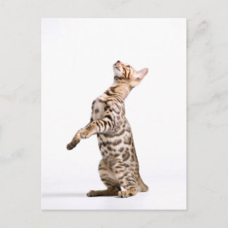 Bengal Cat Postcard