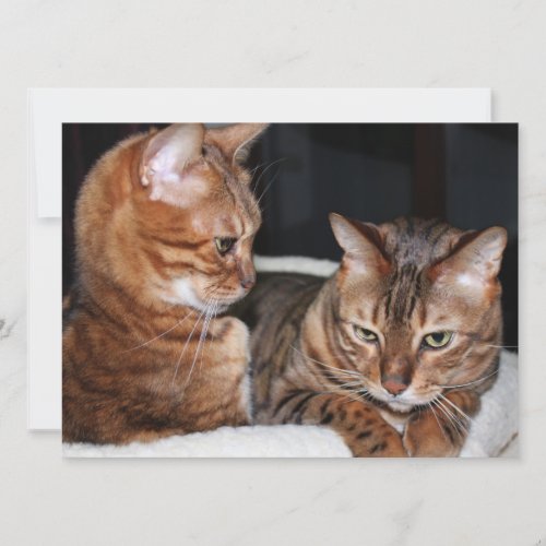 Bengal Cats Add Your Own Meme Greetings Holiday Card