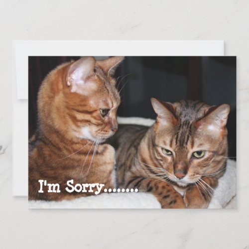 Bengal Cats Im Sorry Greetings Holiday Card