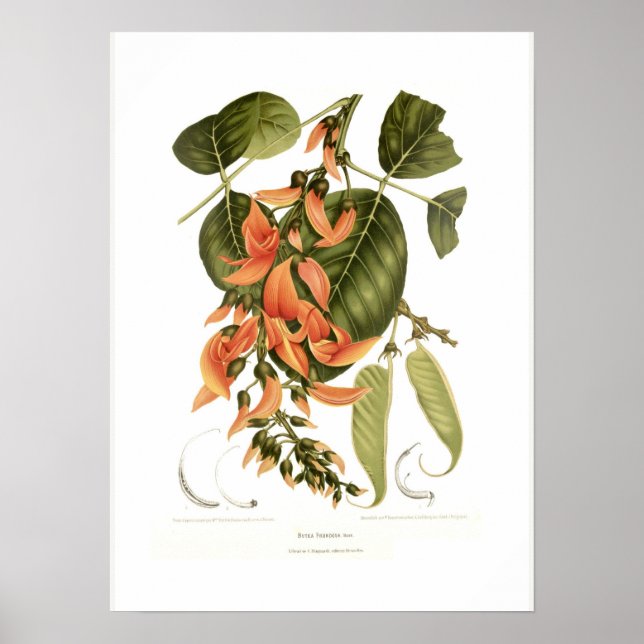 Bengal kino poster (Front)