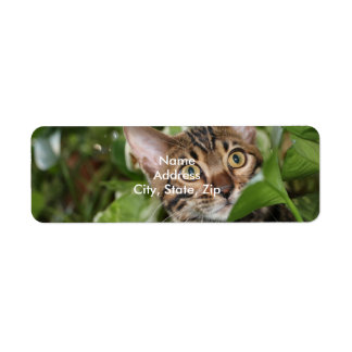BENGAL KITTEN IN POTHOS LABEL