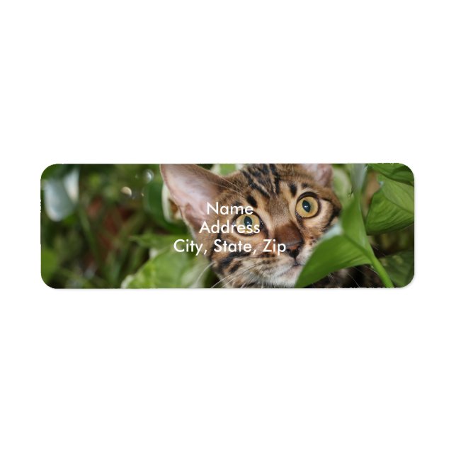 BENGAL KITTEN IN POTHOS LABEL (Front)