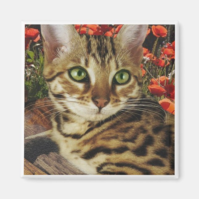 Bengal Magnets (Front)