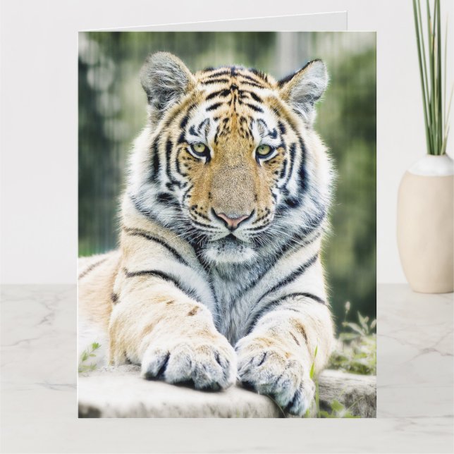 BENGAL TIGER ART BIRTHDAY OVERSIZED GREETING CARD (Front)