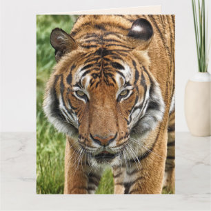 BENGAL TIGER BEAUTIFUL BIRTHDAY Greeting Card