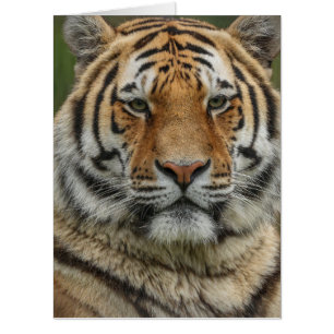 BENGAL TIGER BIRTHDAY BG JUMBO GREETING CARD