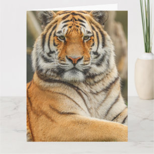 BENGAL TIGER BIRTHDAY GREETING CARD
