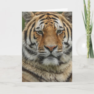 BENGAL TIGER BIRTHDAY GREETING CARD