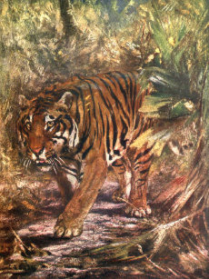 vintage zoo wild animals posters photo prints zazzle
