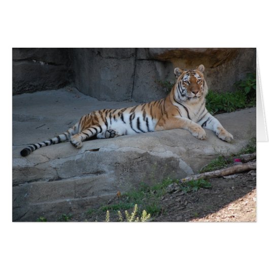 Bengal Tiger Cards (Front Horizontal)