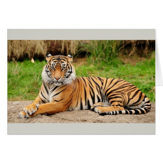 Bengal Tiger Cards (Front Horizontal)