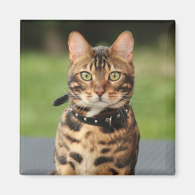 Bengal Tiger Cat Magnet (Front)