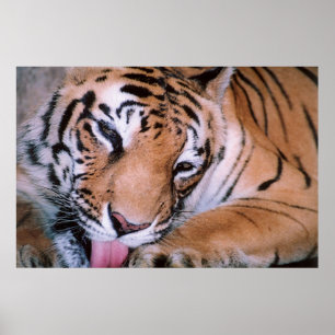 Bengal Tiger Cleaning poster