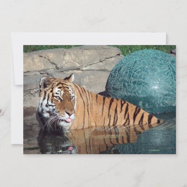 Bengal Tiger Customizable Announcement (Front)