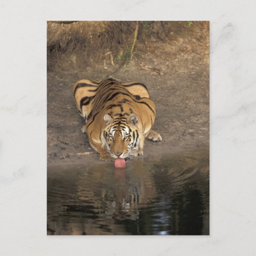 Bengal Tiger drinking Panthera tigris Postcard