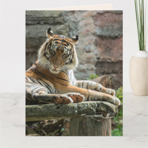 BENGAL TIGER FRIEND BIRTHDAY Greeting Card