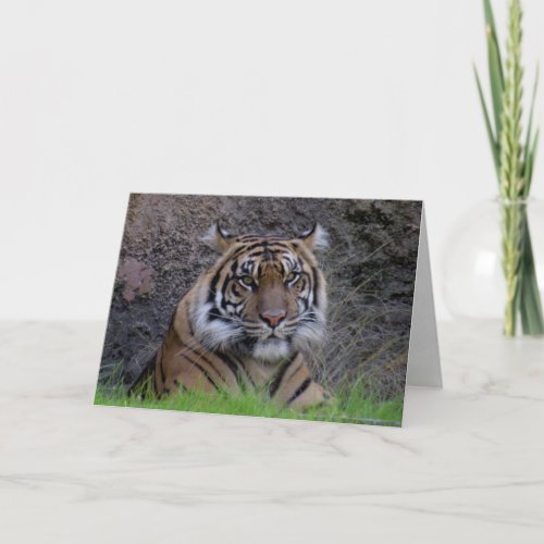 Bengal Tiger Greeting Card 4765