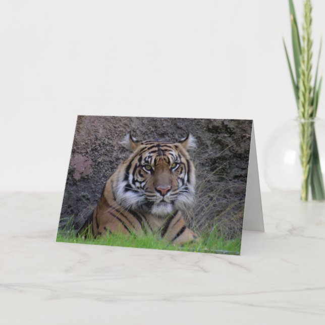 Bengal Tiger Greeting Card (4765) (Front)