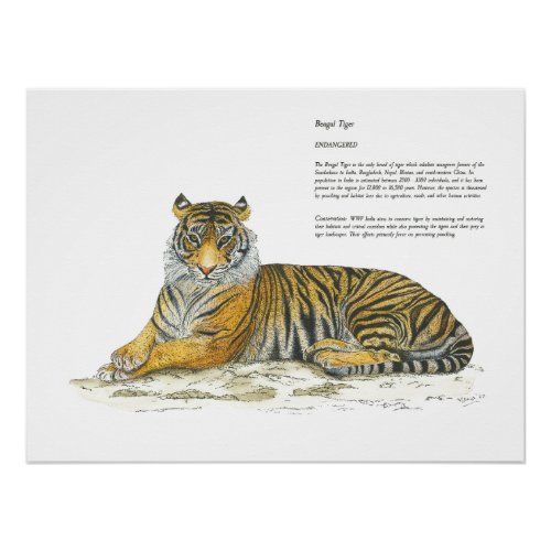 Bengal Tiger Hand Painted Print