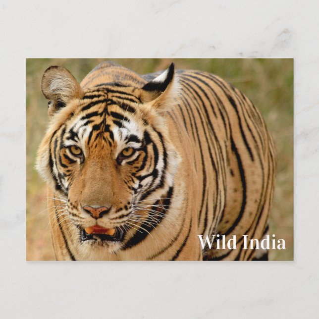 Bengal Tiger in Ranthambore National Park, India Postcard (Front)