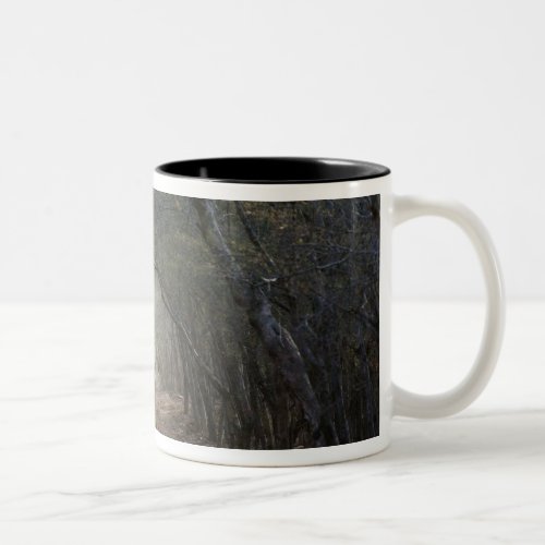 Bengal Tiger in the forest in Ranthambore Two_Tone Coffee Mug