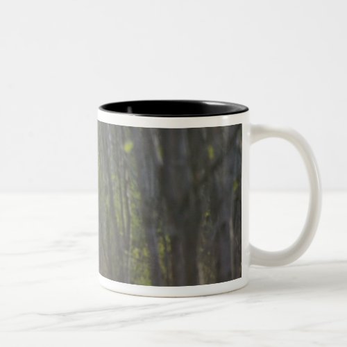 Bengal Tiger in the forest in Ranthambore Two_Tone Coffee Mug
