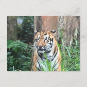Bengal Tiger, India Postcard
