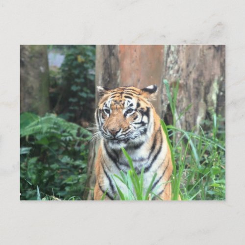 Bengal Tiger India Postcard