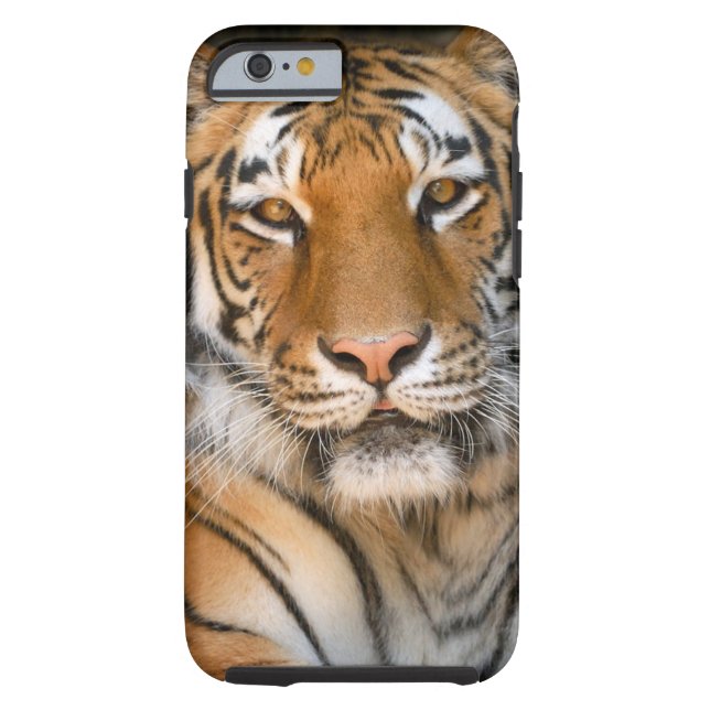 Bengal Tiger iPhone 6 case (Back)