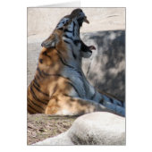 Bengal Tiger Love (Front)