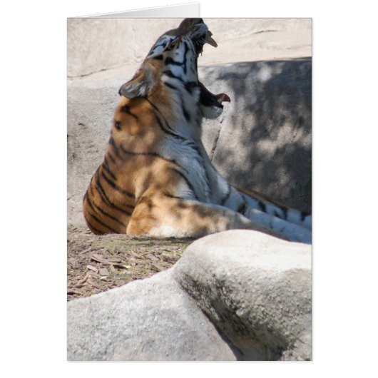 Bengal Tiger Love (Front)