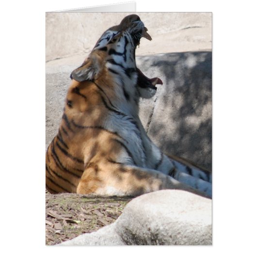 Bengal Tiger Love Cards (Front)