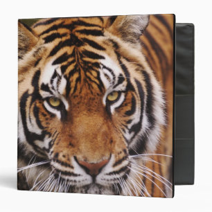 Bengal Tiger, Panthera tigris 3 Ring Binder