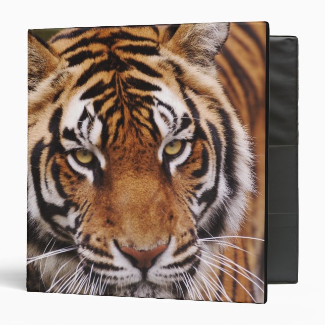 Bengal Tiger, Panthera tigris 3 Ring Binder (Front/Inside)