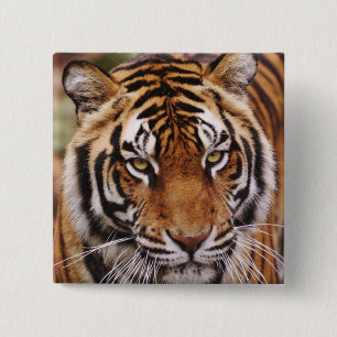Bengal Tiger, Panthera tigris Button