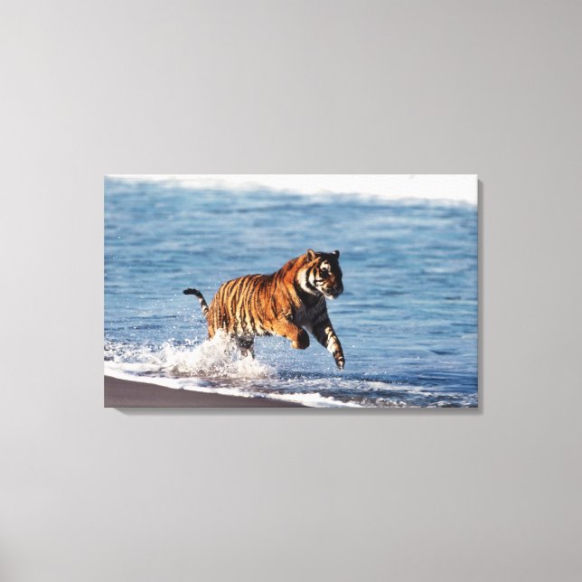 Bengal Tiger (Panthera Tigris) Canvas Print (Front)