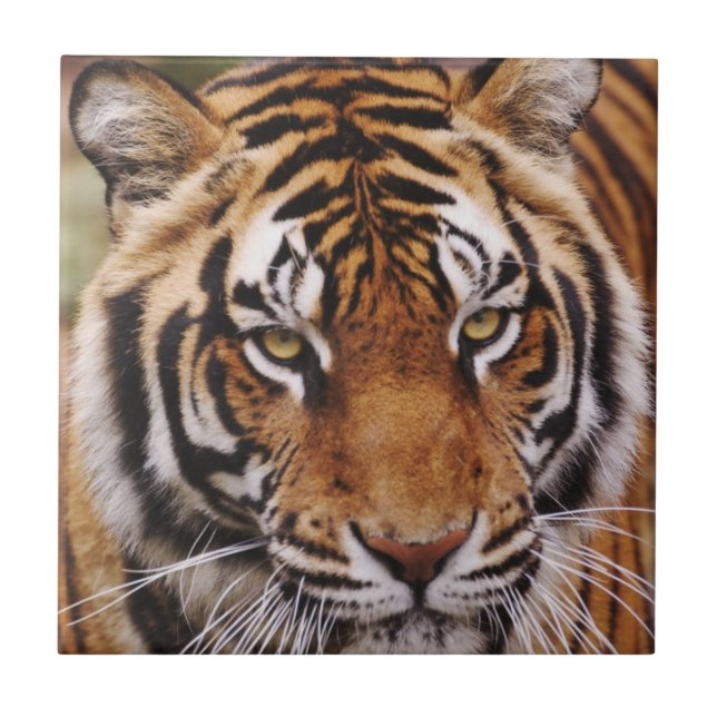 Bengal Tiger, Panthera tigris Ceramic Tile (Front)