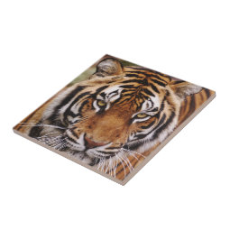 Bengal Tiger, Panthera tigris Ceramic Tile | Zazzle