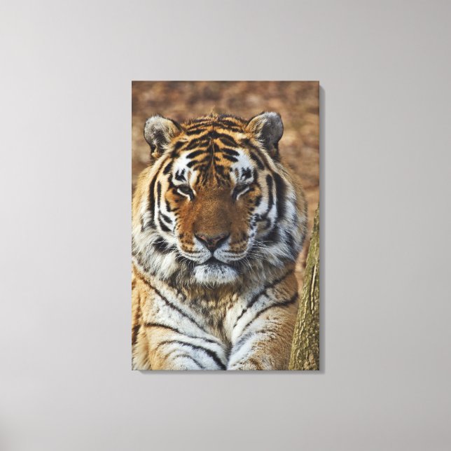 Bengal Tiger, Panthera tigris, Louisville Zoo, Canvas Print (Front)