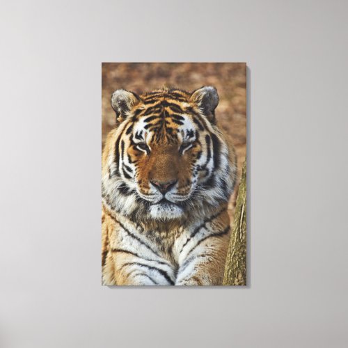 Bengal Tiger Panthera tigris Louisville Zoo Canvas Print
