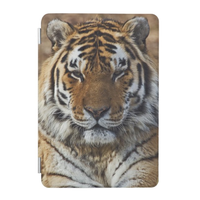Bengal Tiger, Panthera tigris, Louisville Zoo, iPad Mini Cover (Front)