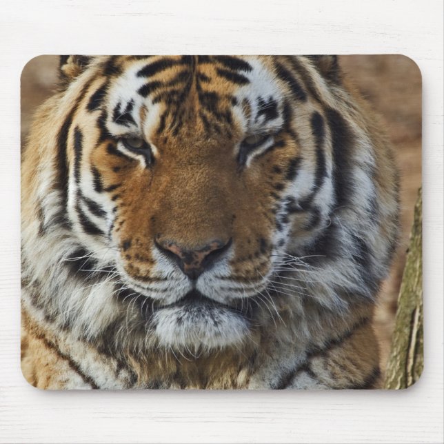 Bengal Tiger, Panthera tigris, Louisville Zoo, Mouse Pad (Front)