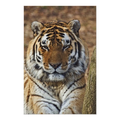 Bengal Tiger Panthera tigris Louisville Zoo Photo Print