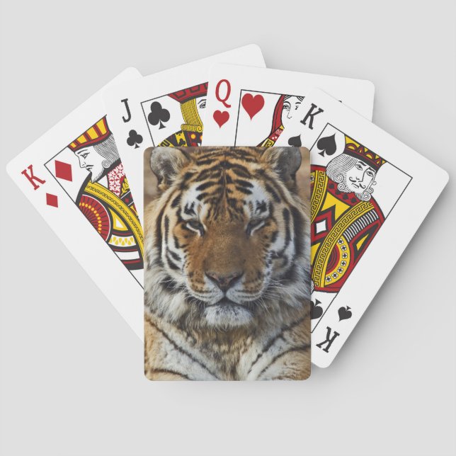 Bengal Tiger, Panthera tigris, Louisville Zoo, Poker Cards (Back)
