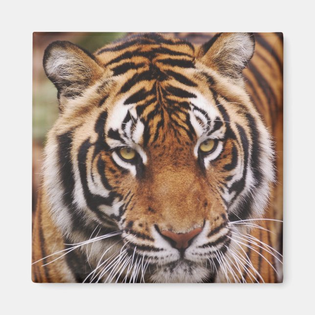 Bengal Tiger, Panthera tigris Magnet (Front)