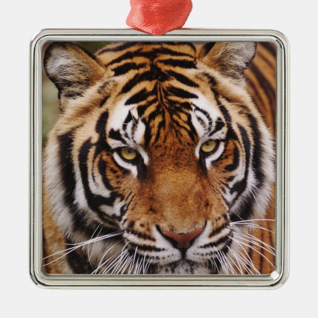 Bengal Tiger, Panthera tigris Metal Ornament (Front)