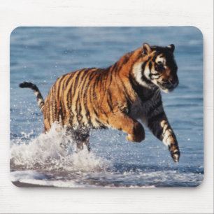 Bengal Tiger (Panthera Tigris) Mouse Pad