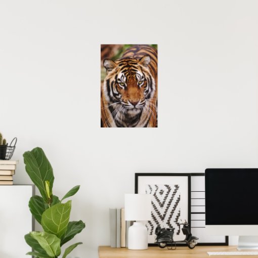 Bengal Tiger, Panthera tigris Poster | Zazzle