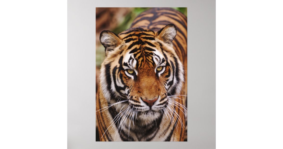 Bengal Tiger (Panthera tigris tigris) Dimensions & Drawings