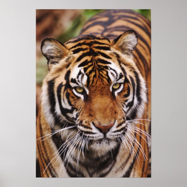 Bengal Tiger, Panthera tigris Poster (Front)